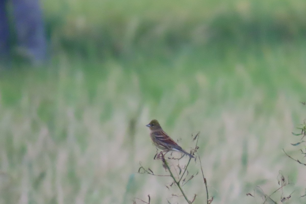 Yellow Bunting - ML644913438