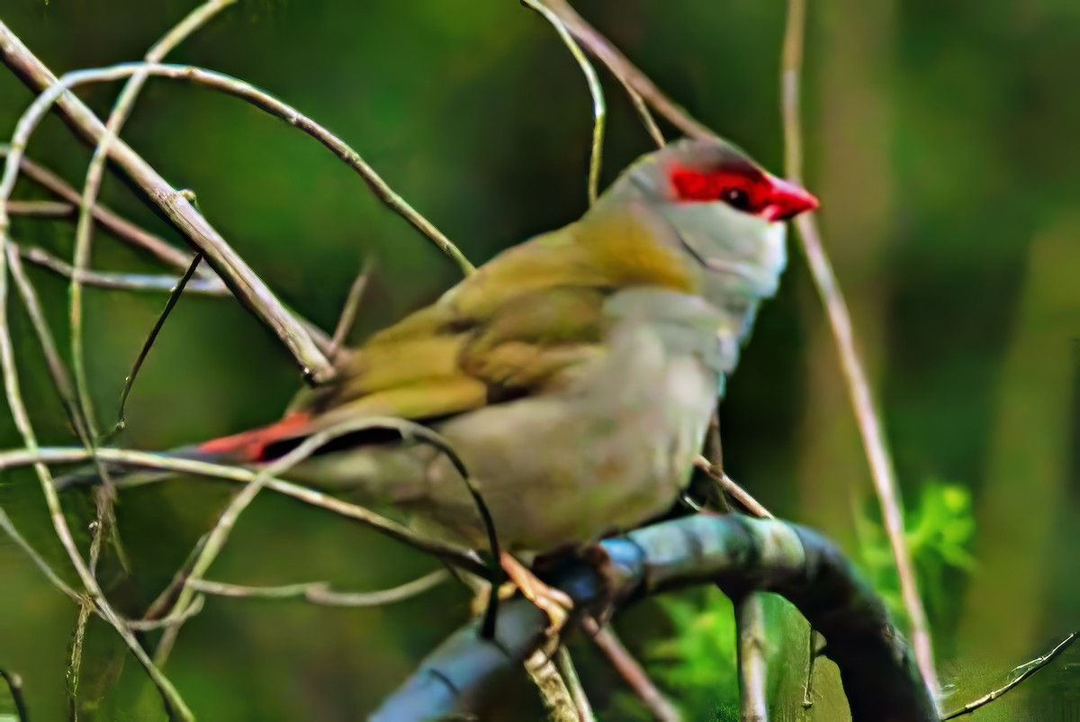 Al Kaşlı Belikınalı - ML644913447