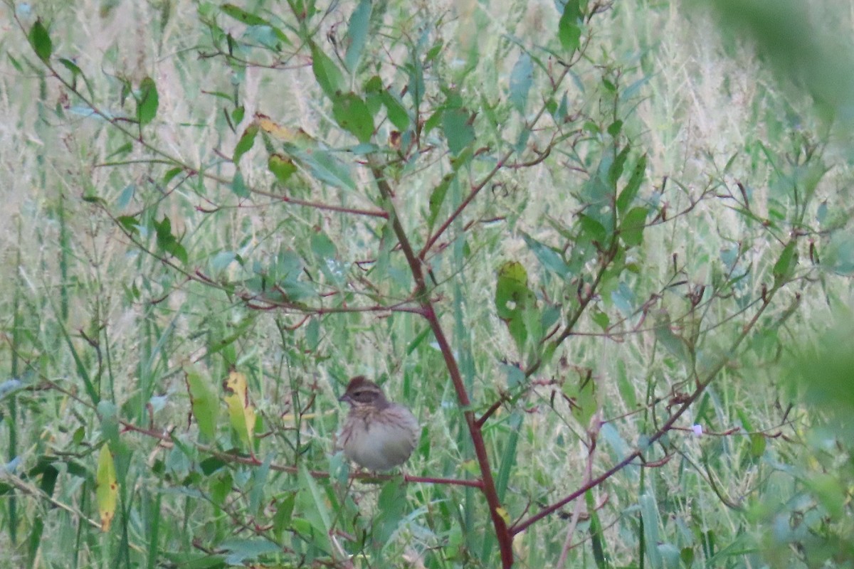 Rustic Bunting - ML644913460