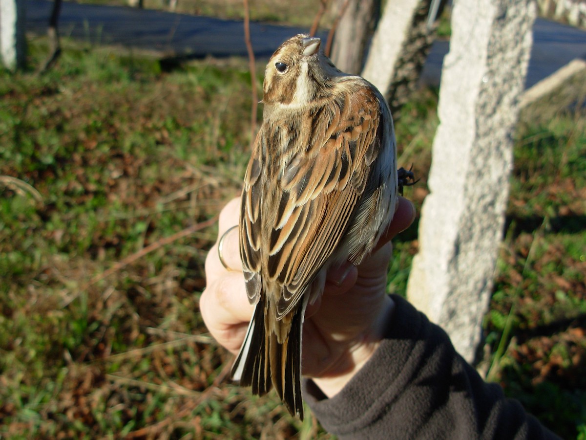 Reed Bunting - ML644913468