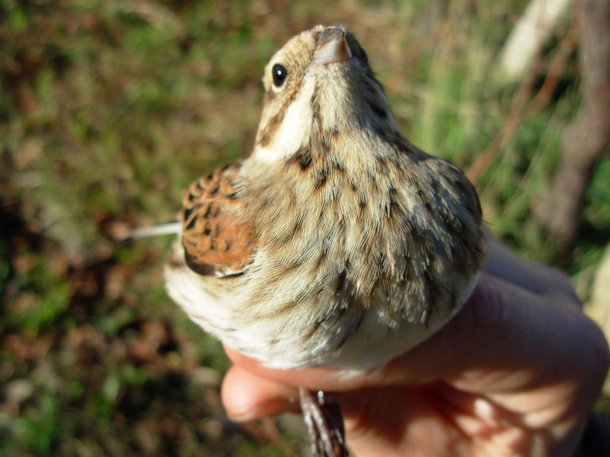 Reed Bunting - ML644913469
