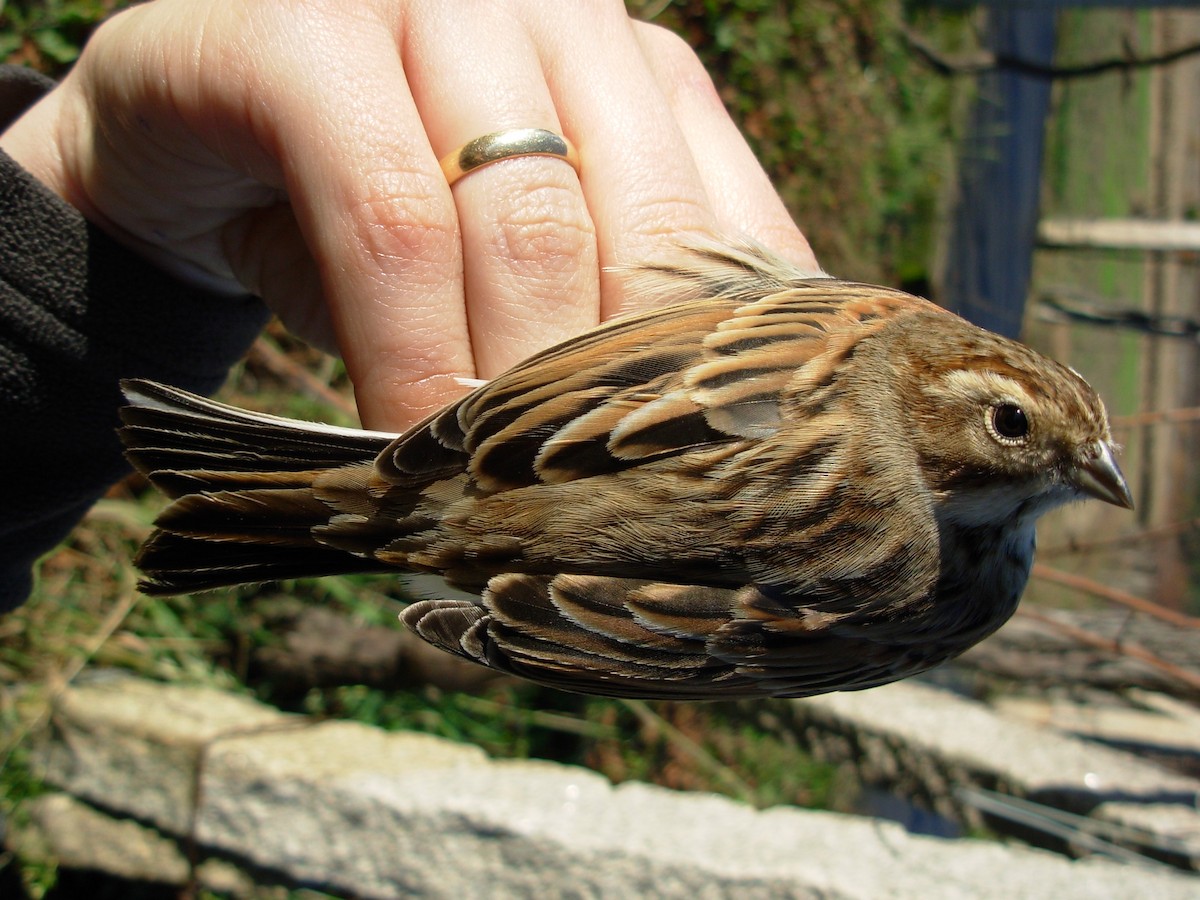 Reed Bunting - ML644913470
