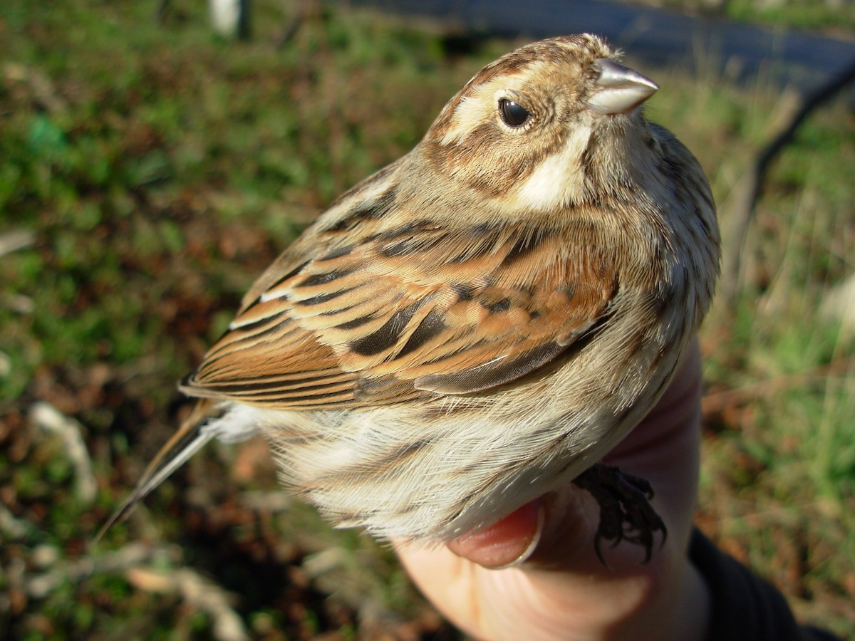 Reed Bunting - ML644913471