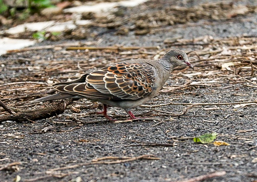 Oriental Turtle-Dove - ML644913478