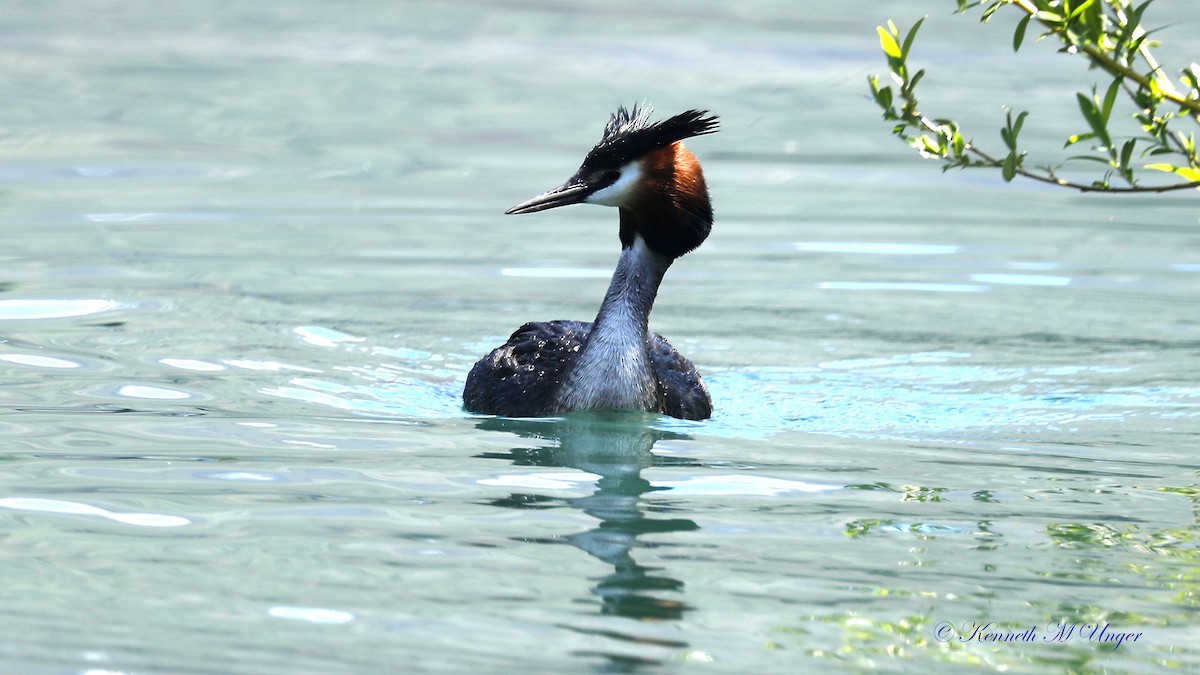 Чомга - ML644913484