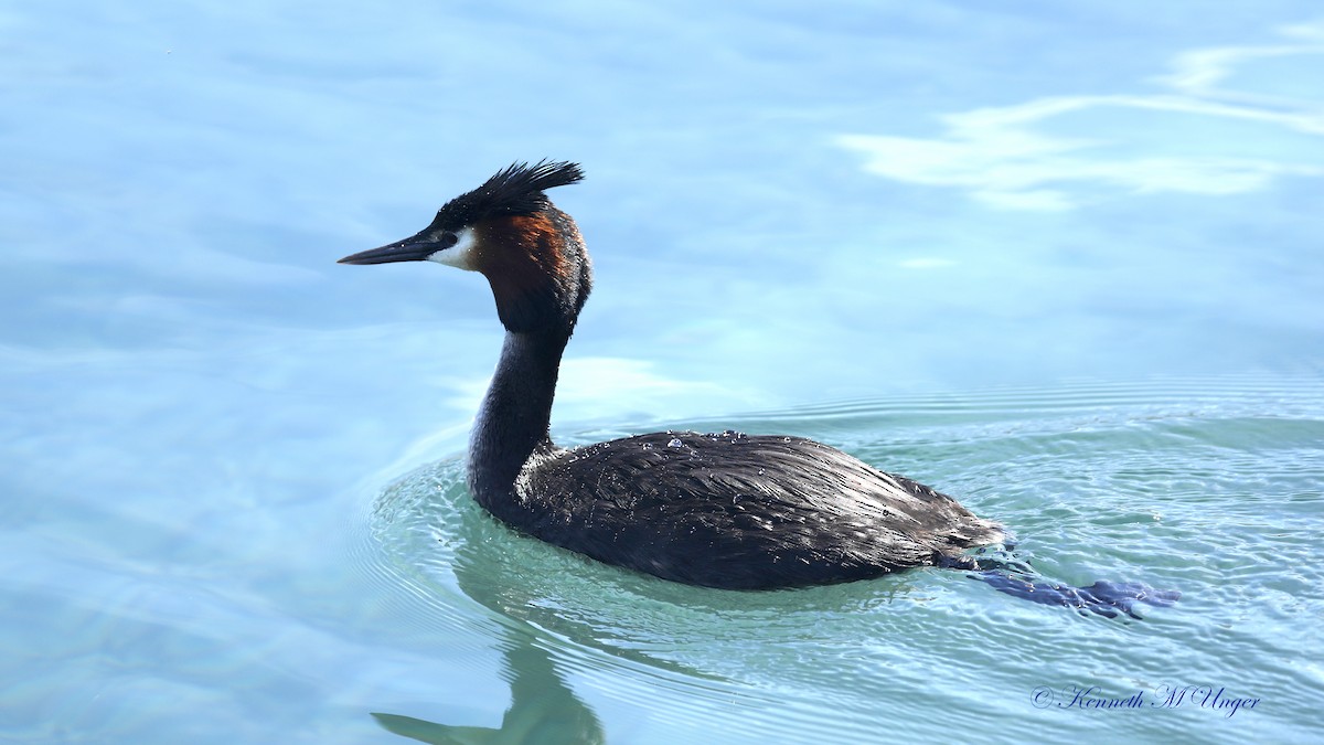 Чомга - ML644913485