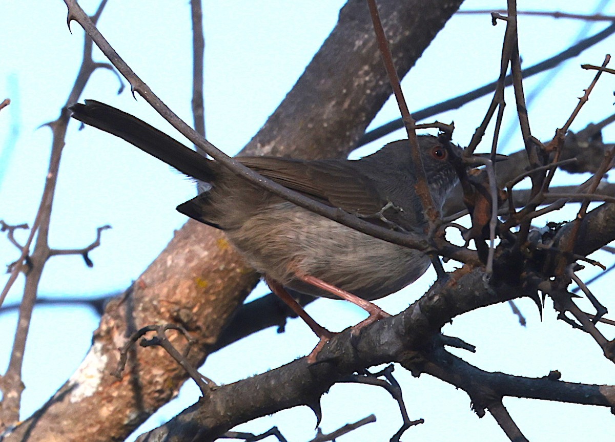 Миомбская зебрина - ML644913486