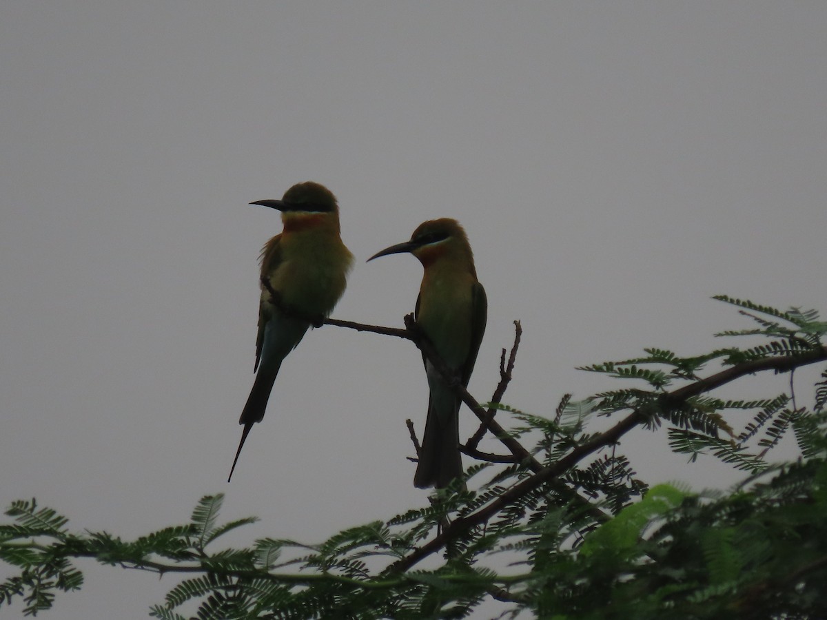 Синехвостая щурка - ML644913487