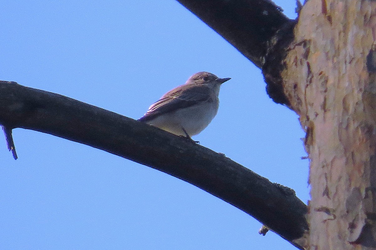 Серая мухоловка - ML644913488
