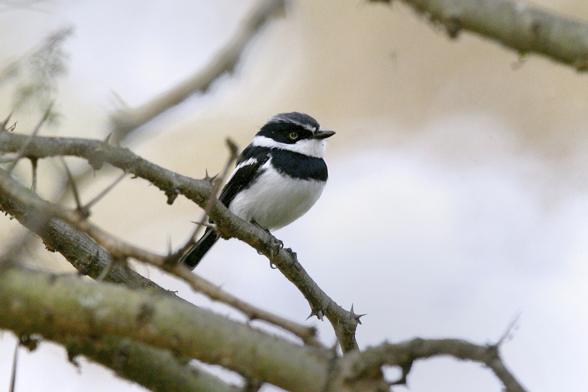 Акациевый батис - ML644913489