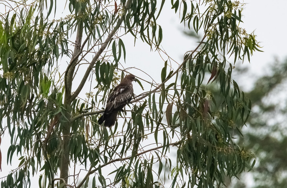 Чёрный коршун - ML644913493