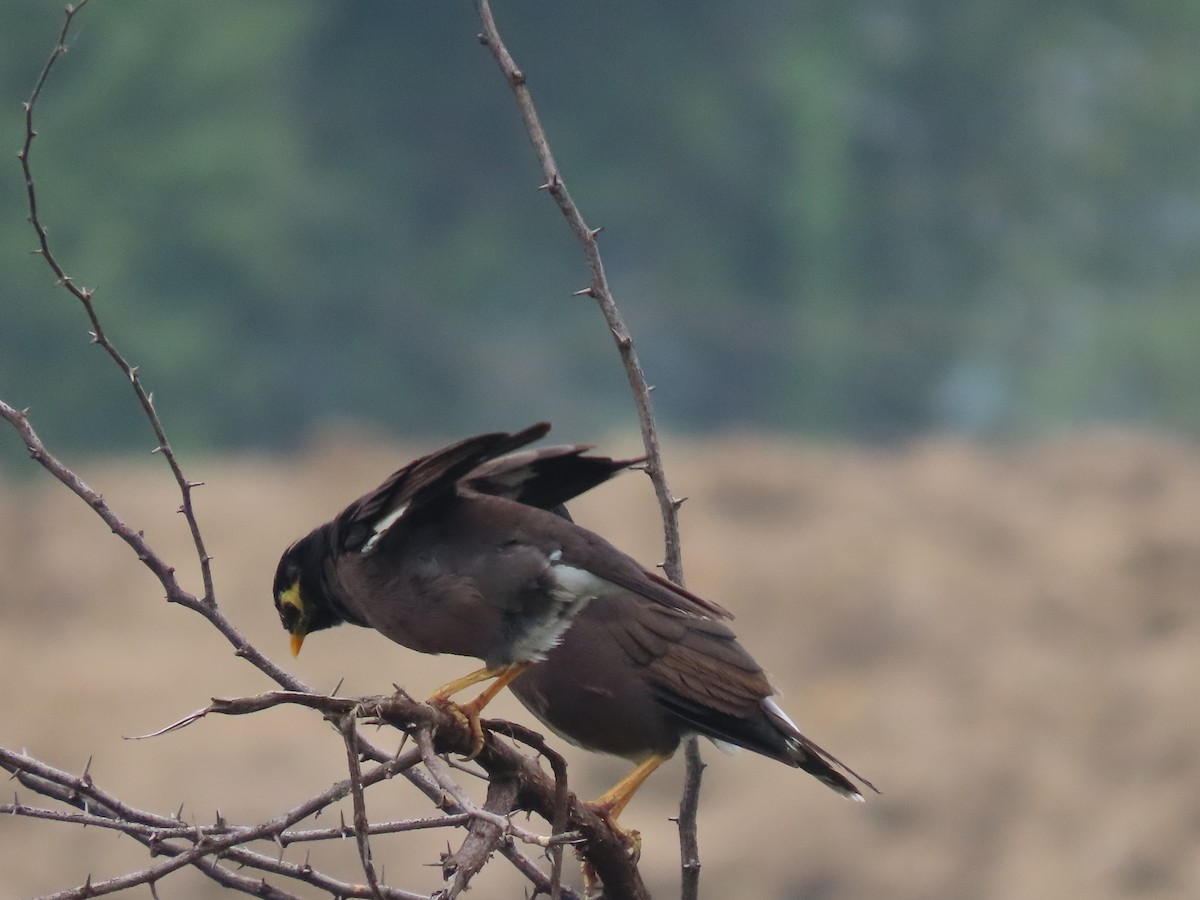 Майна - ML644913494