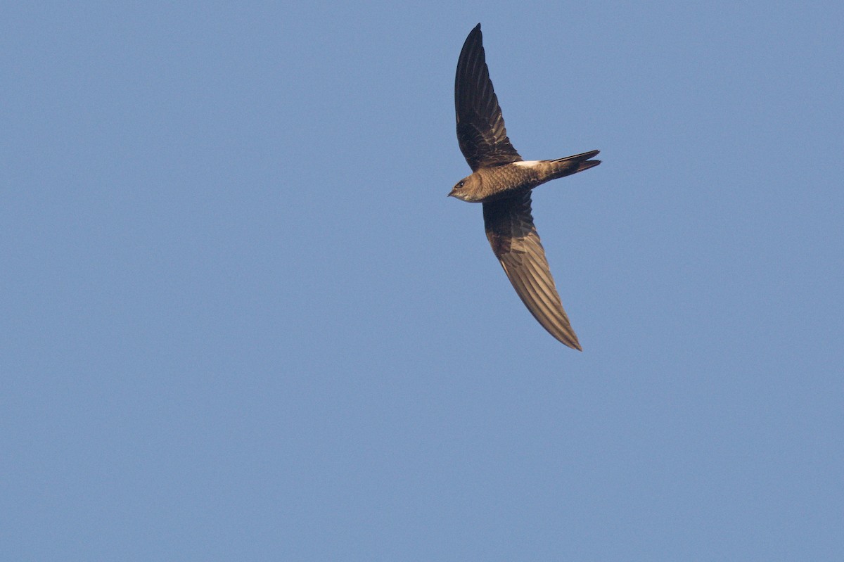 Pacific Swift - ML644913498