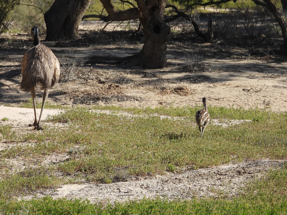 Эму - ML644913499