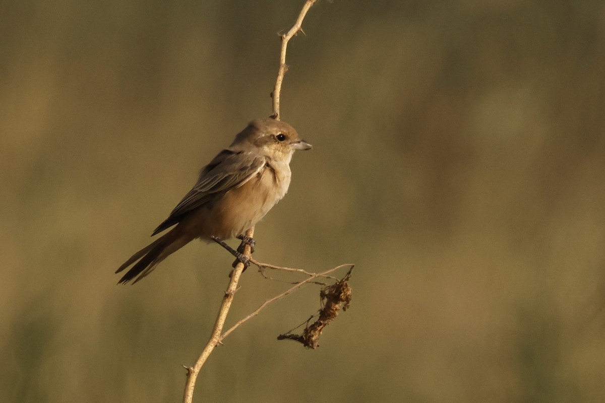 Рыжехвостый жулан - ML644913500