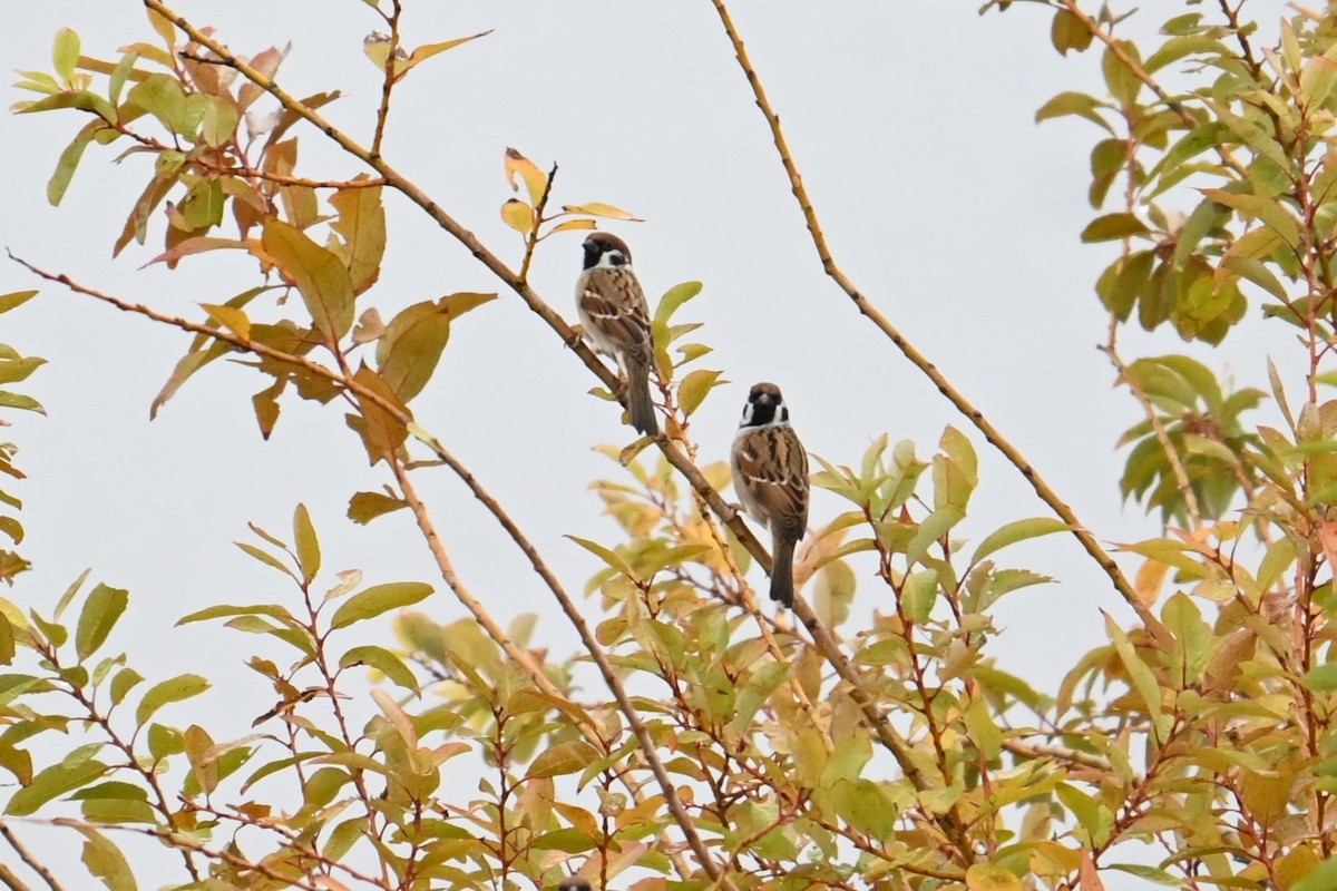 Полевой воробей - ML644913502