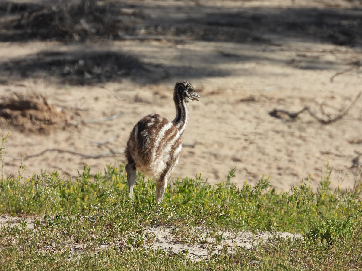 Эму - ML644913503