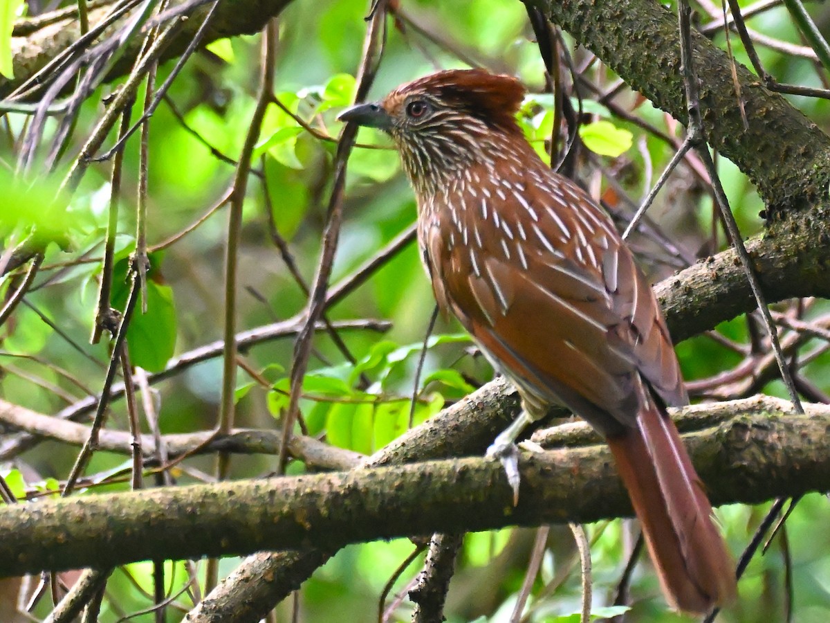 Исчерченная кустарница - ML644913506