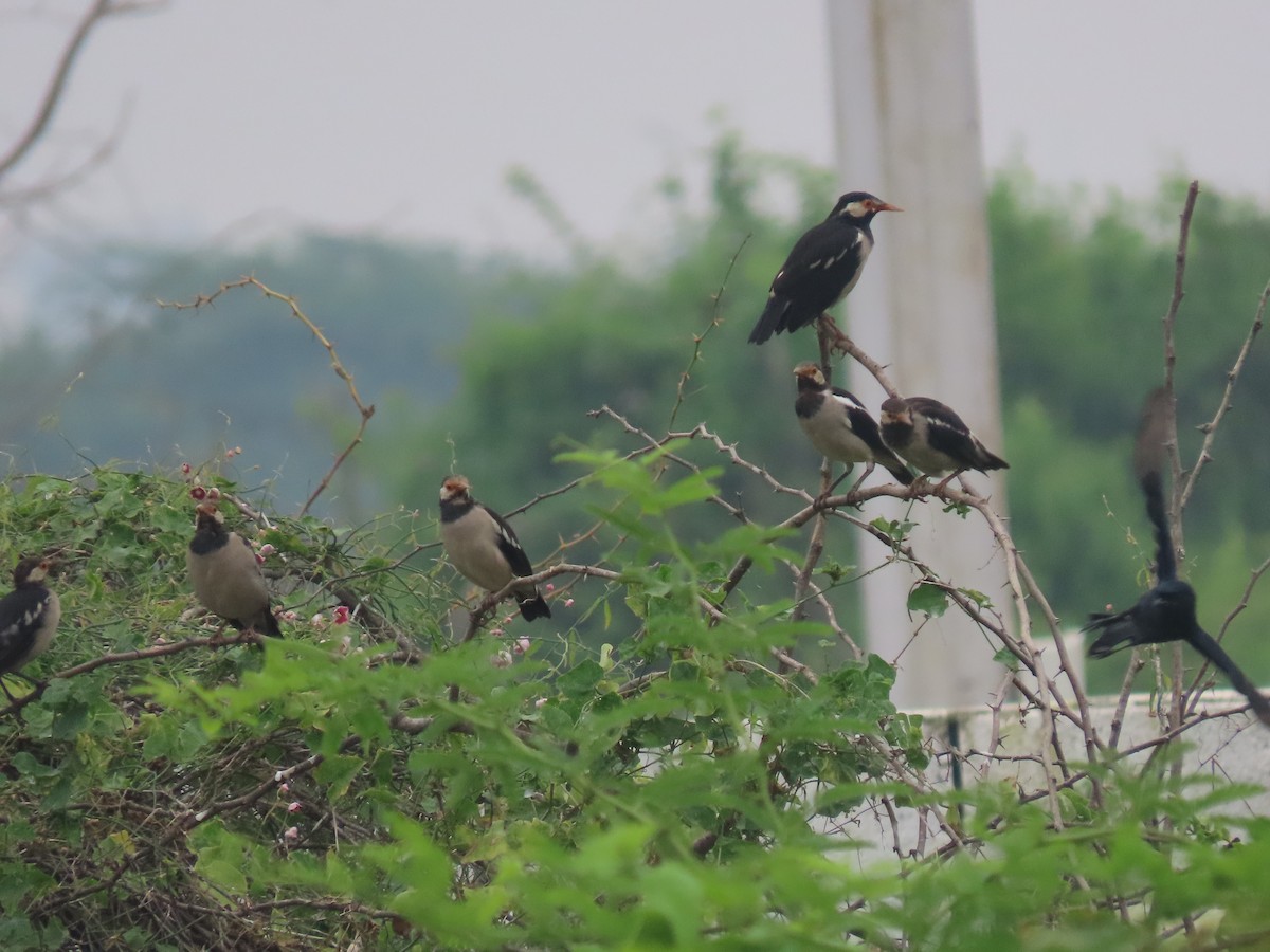 印度鵲椋鳥 - ML644913507