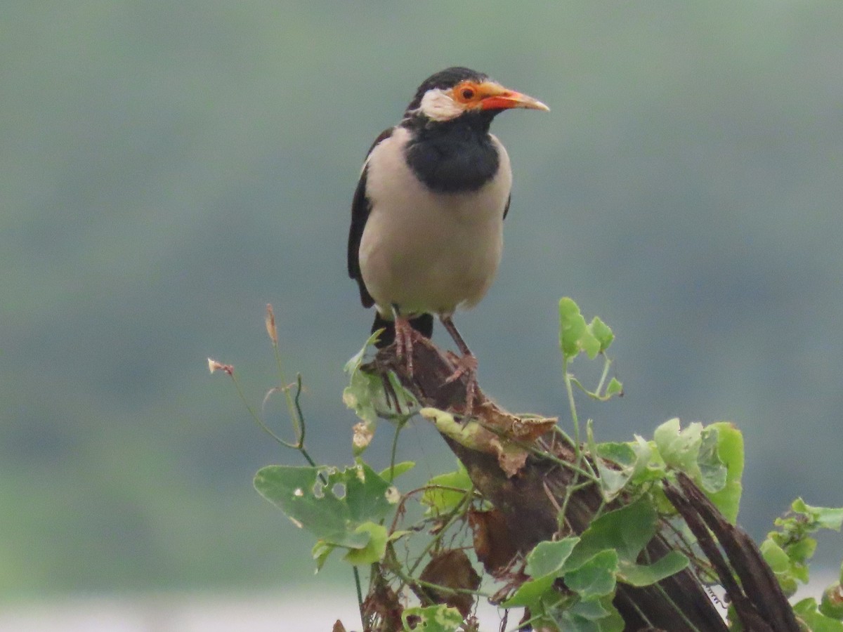 印度鵲椋鳥 - ML644913508