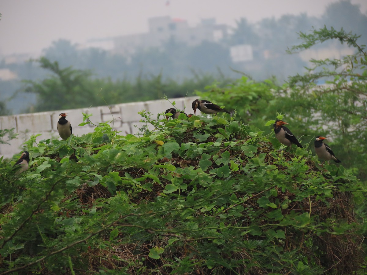 印度鵲椋鳥 - ML644913509