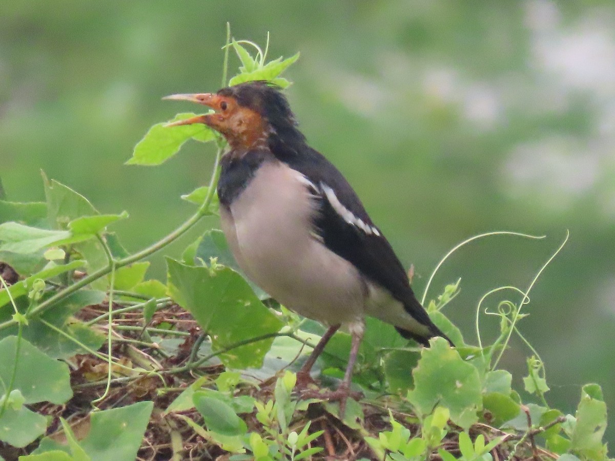 印度鵲椋鳥 - ML644913510