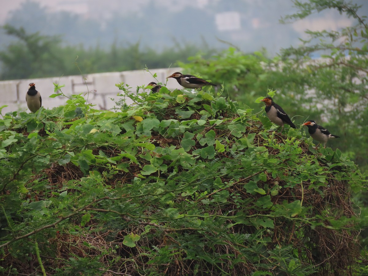 印度鵲椋鳥 - ML644913511