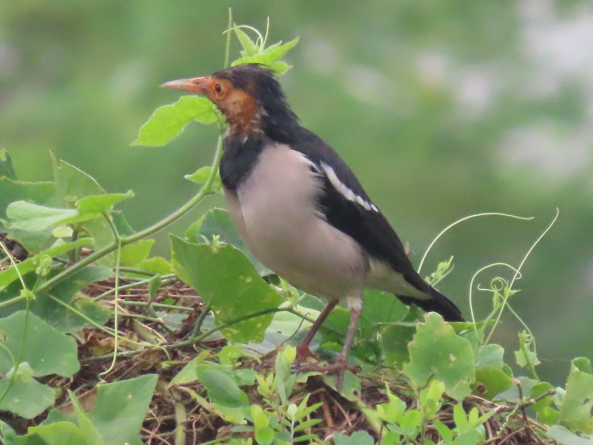 印度鵲椋鳥 - ML644913512