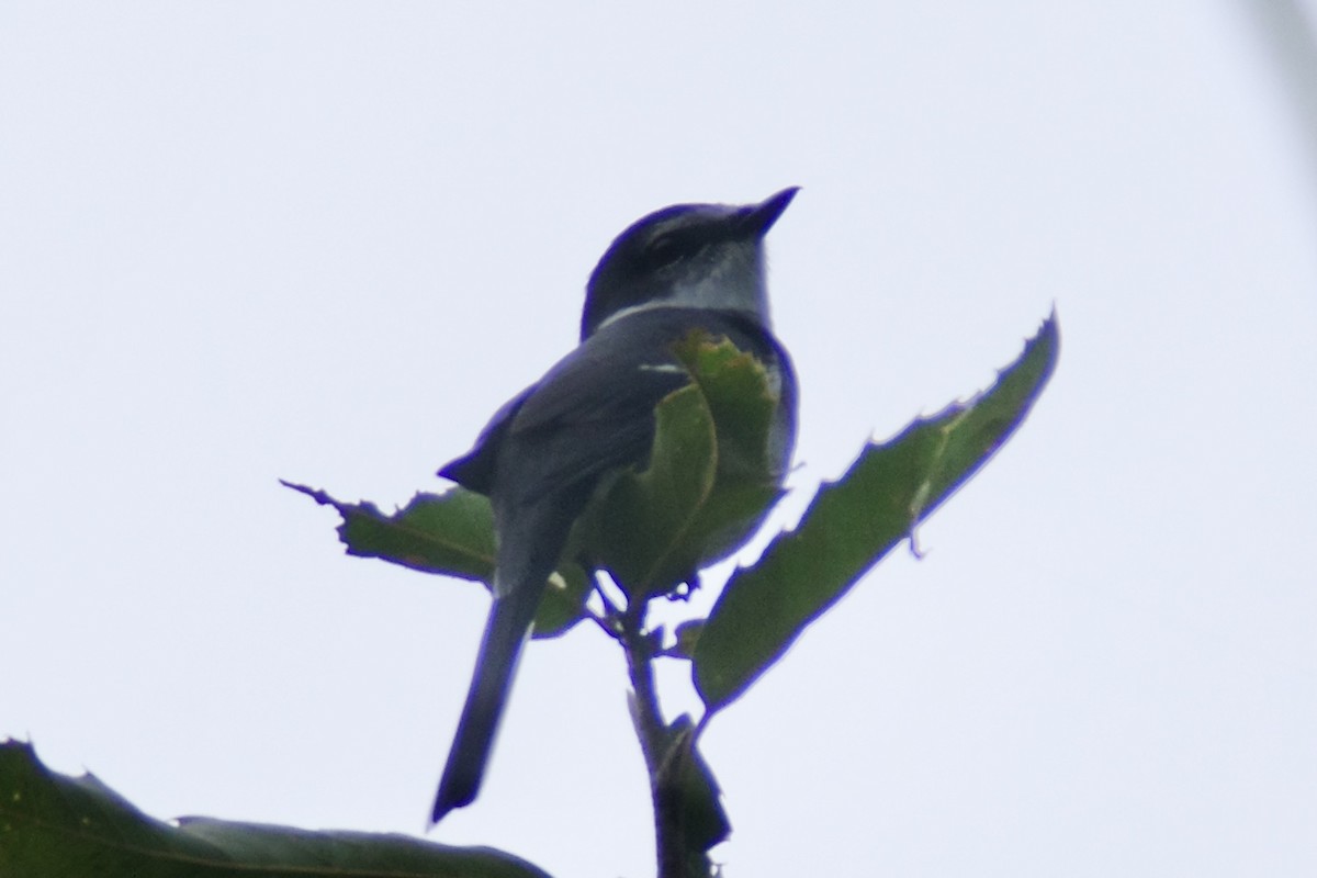 Рюкюйский личинкоед - ML644913513