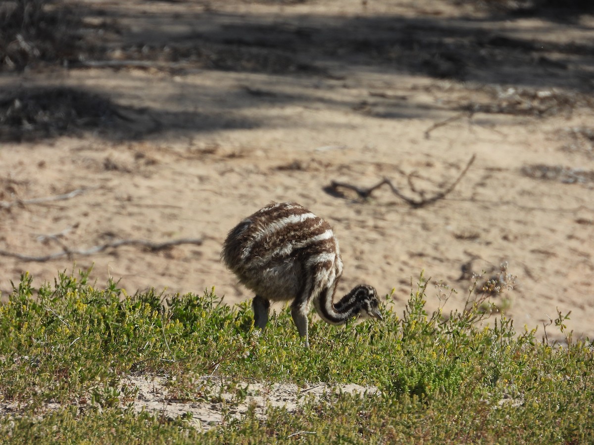 Эму - ML644913514