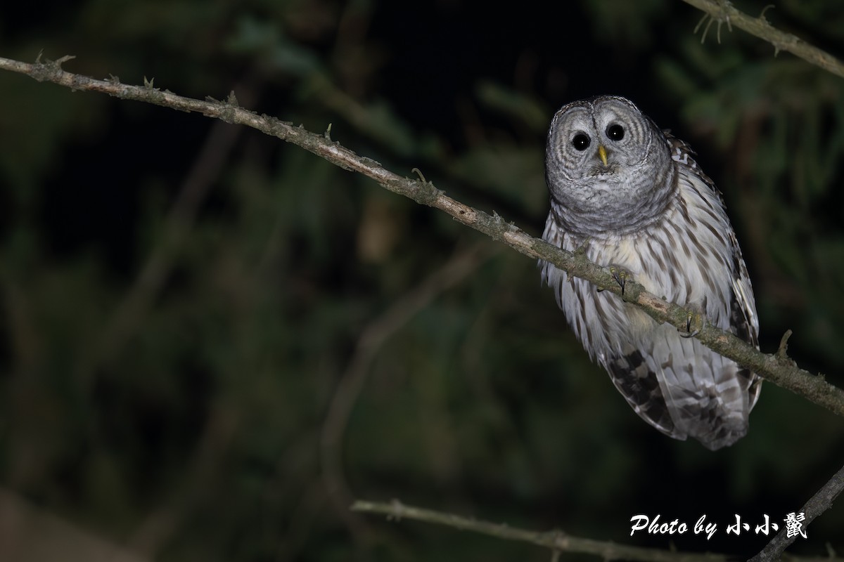 Полосатая неясыть - ML644913516