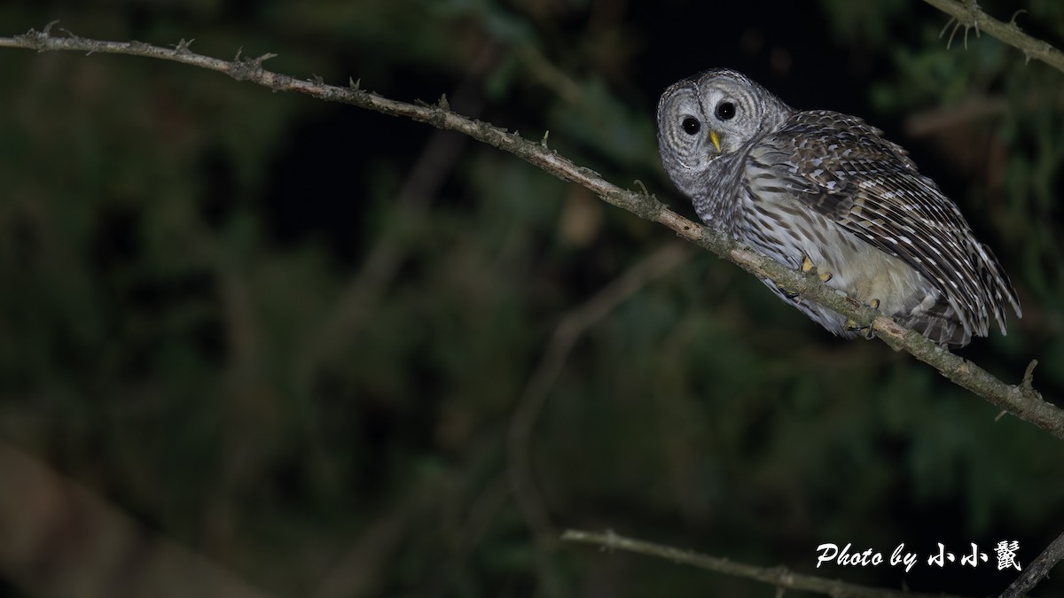 Полосатая неясыть - ML644913517