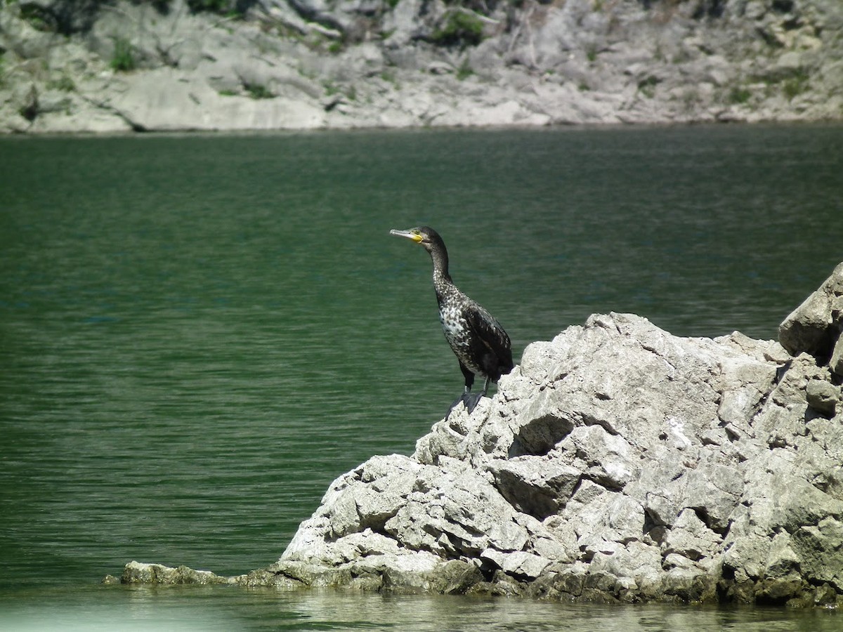 Большой баклан (sinensis/hanedae) - ML644913518