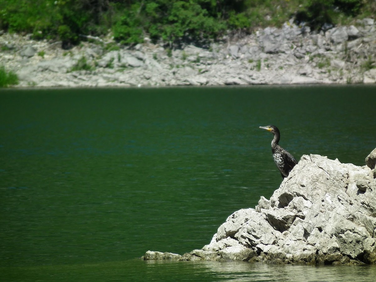 Большой баклан (sinensis/hanedae) - ML644913519