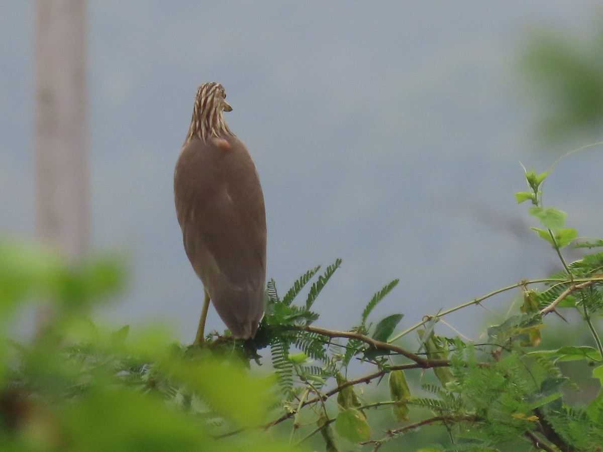 Индийская прудовая цапля - ML644913520