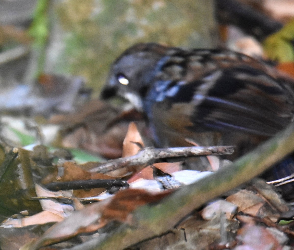 Австалийский острохвост - ML644913522