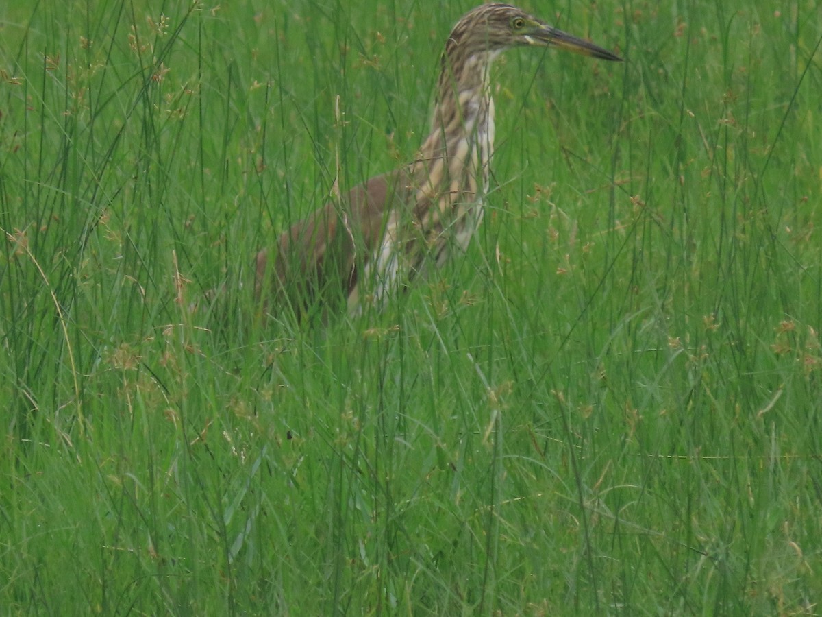 Индийская прудовая цапля - ML644913523