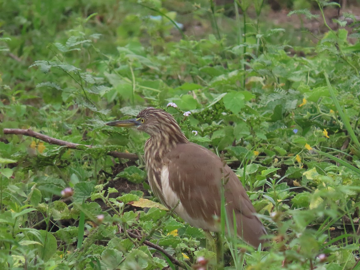 Индийская прудовая цапля - ML644913524