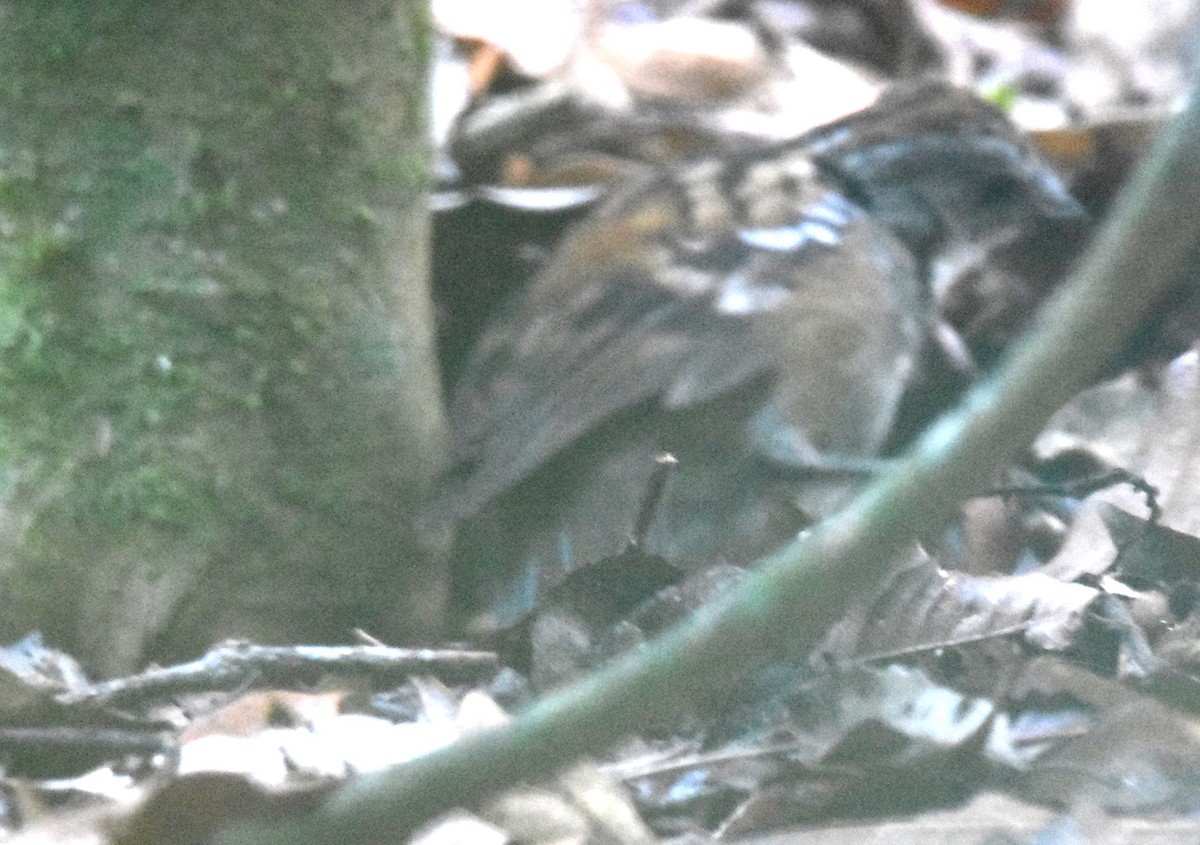 Австалийский острохвост - ML644913525