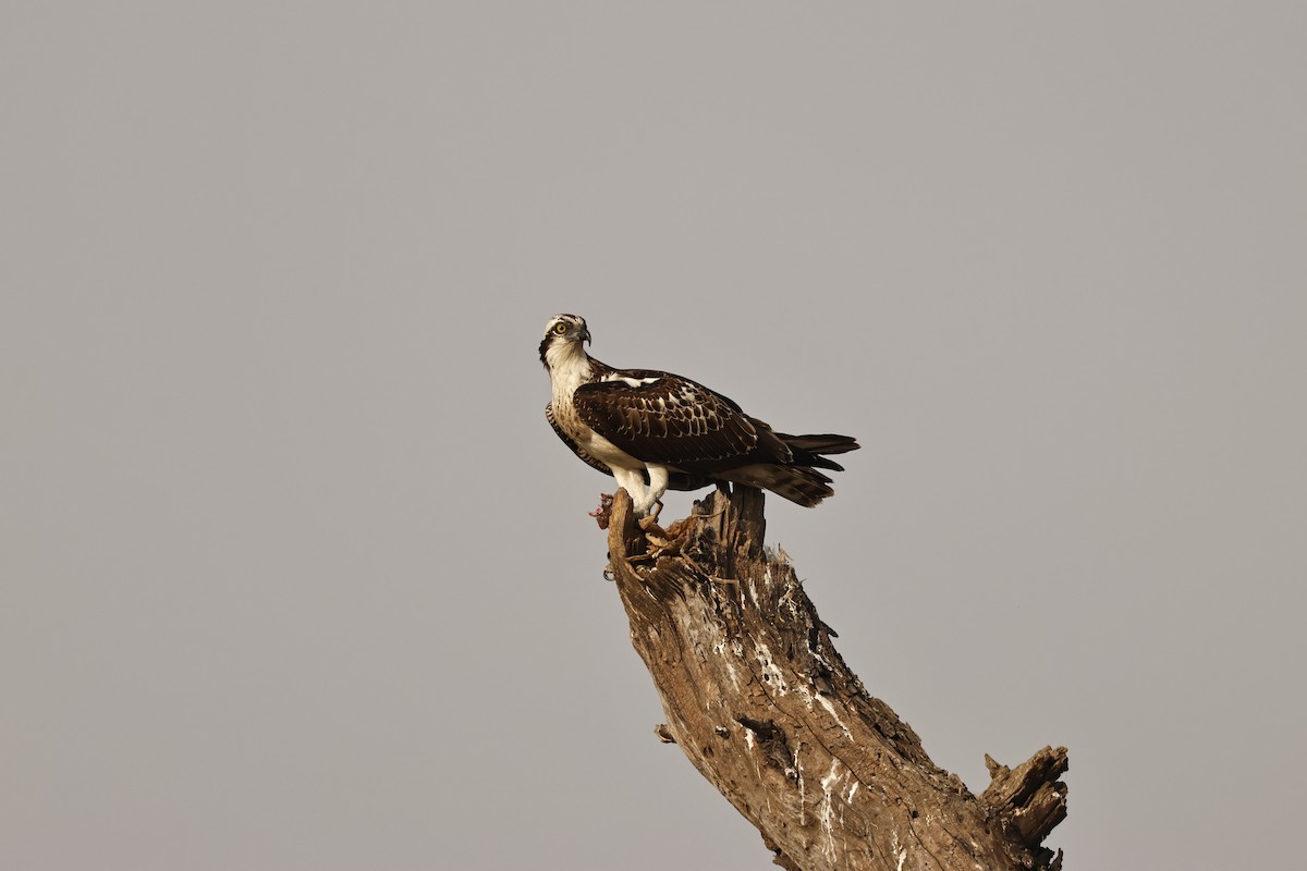 Скопа - ML644913526