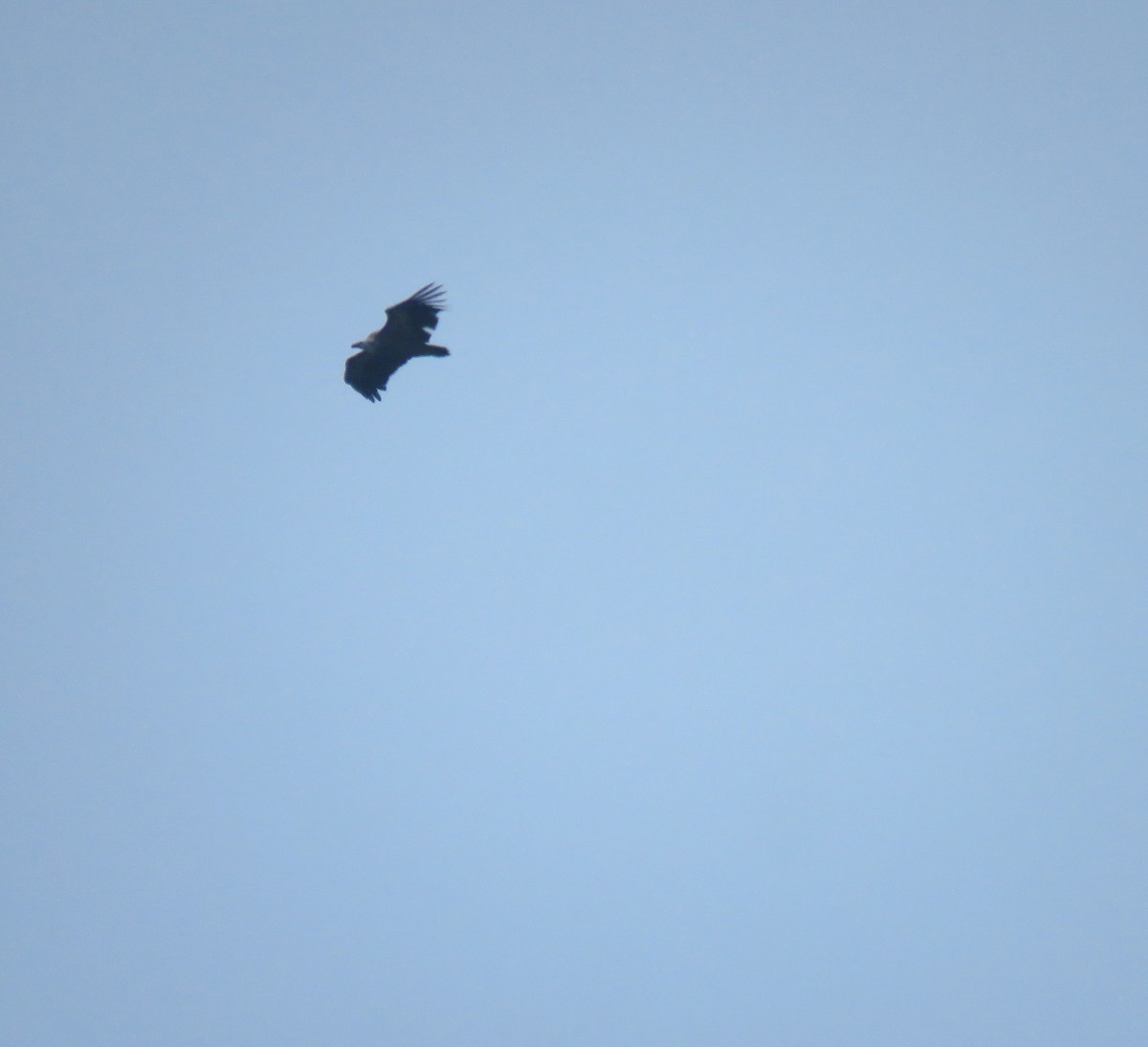 Eurasian Griffon - ML644913551