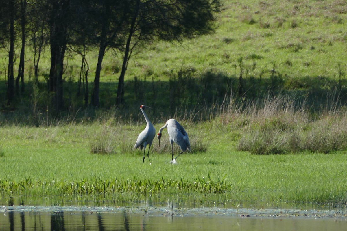 Brolga - ML644913558