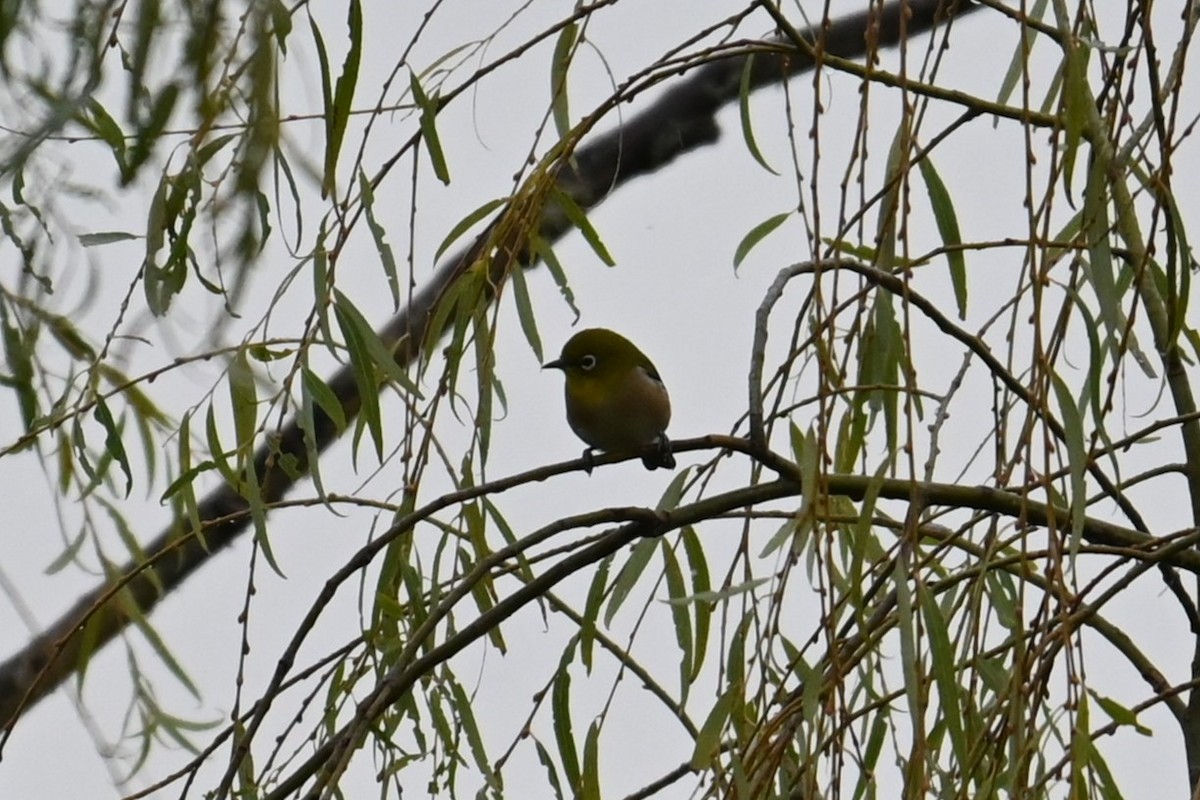 Warbling White-eye - ML644913574