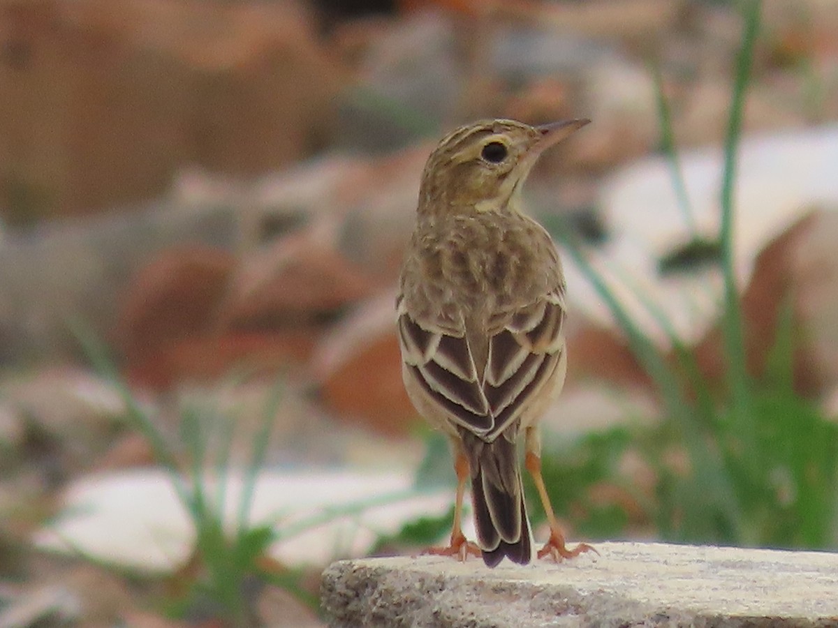 Paddyfield Pipit - ML644913576