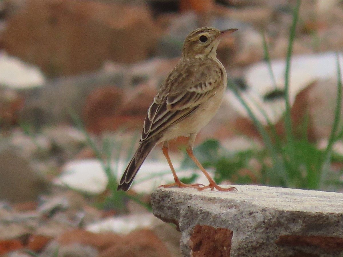 Paddyfield Pipit - ML644913577