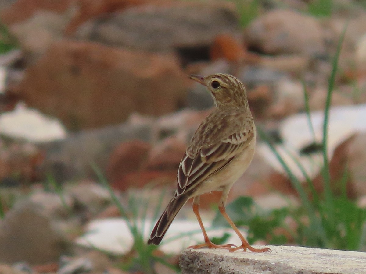 Paddyfield Pipit - ML644913578