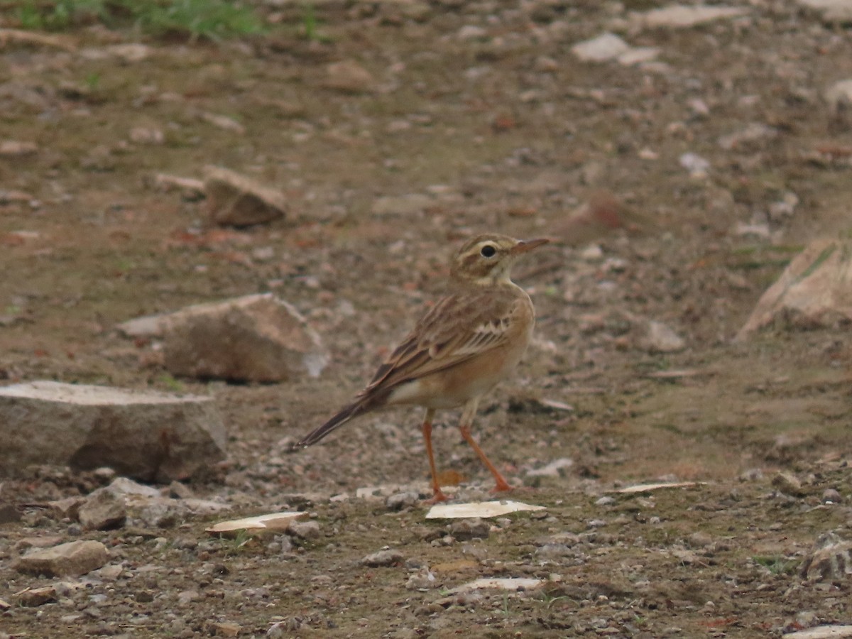 Paddyfield Pipit - ML644913579