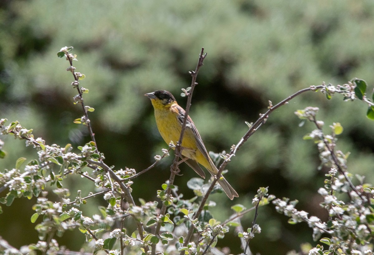 Black-headed Bunting - ML644913581
