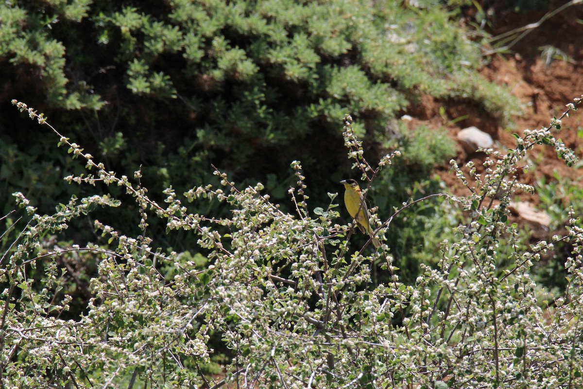 Black-headed Bunting - ML644913582