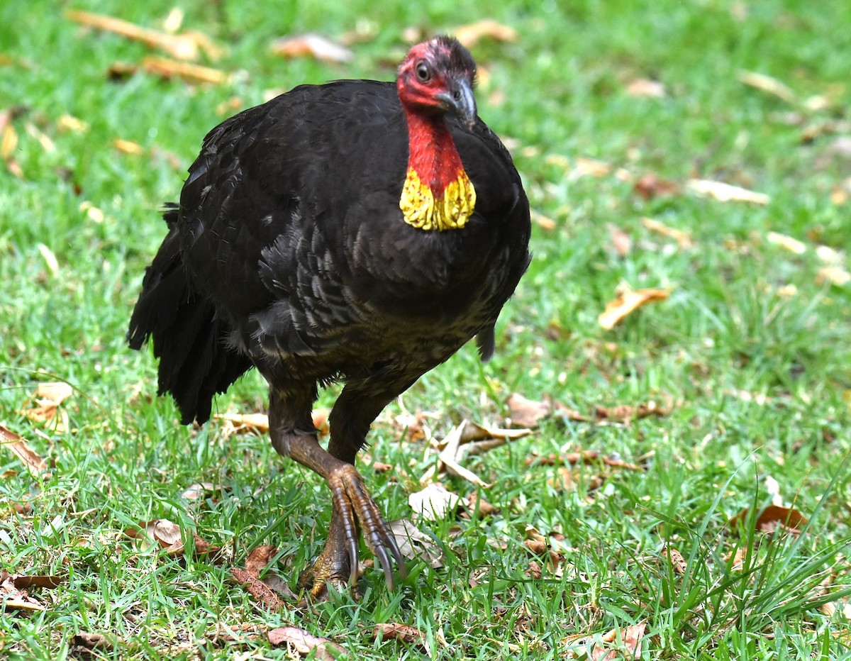 Australian Brushturkey - ML644913583